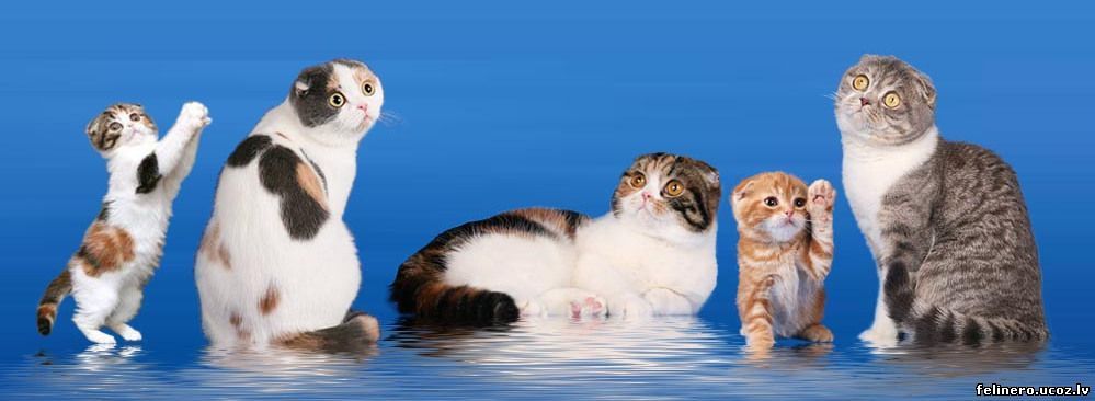 http://felinero.ucoz.lv/FELINE-Copy-Copy-1.jpg